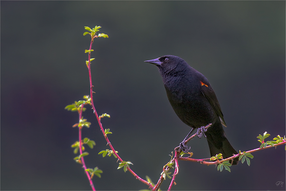 Red-Winged-Blackbird ( Rotschulterstärling )