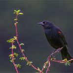 Red-Winged-Blackbird ( Rotschulterstärling )