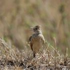 .....Red-Winged Lark....