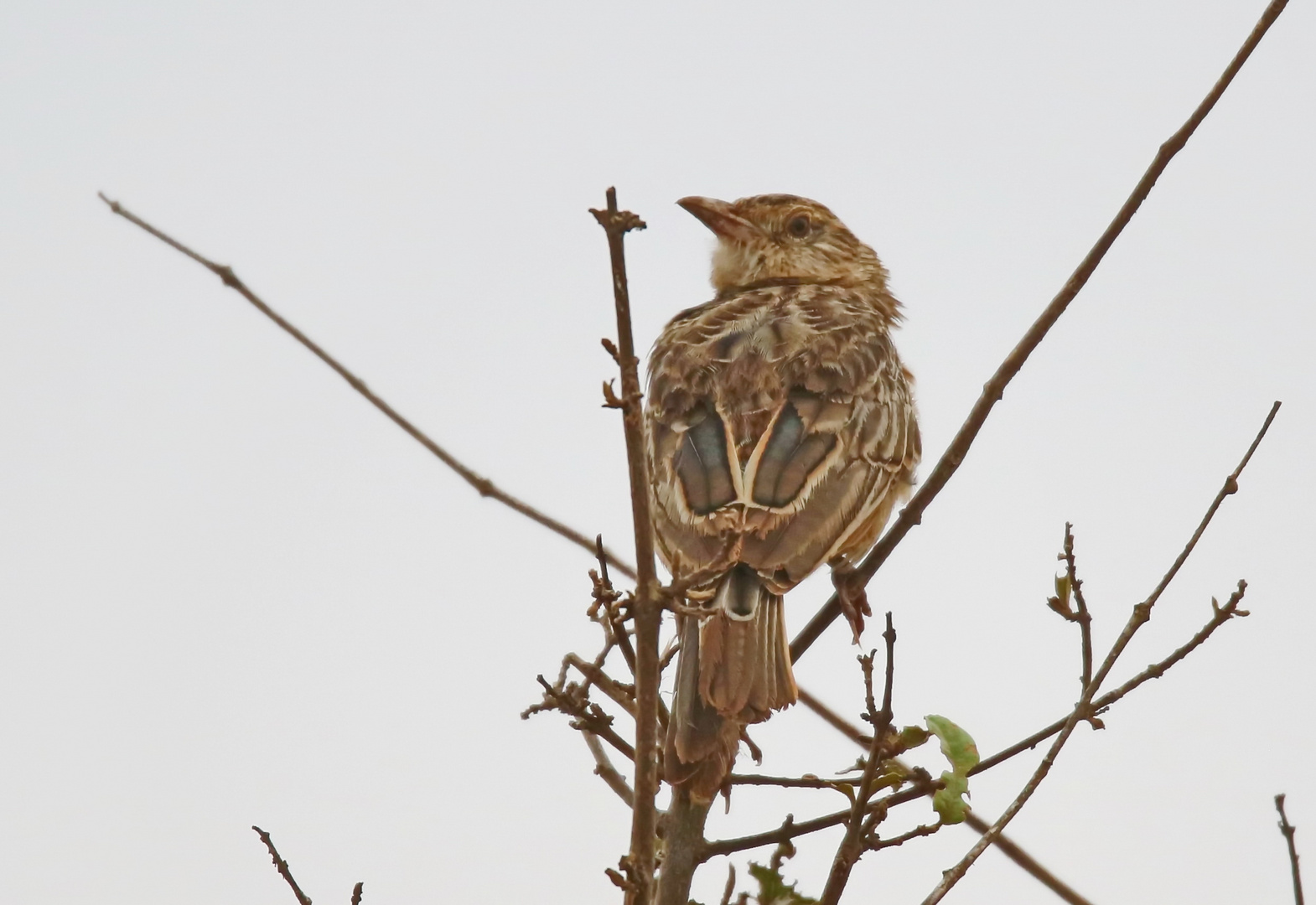 Red-winged Lark,Riesenlerche Nr.1