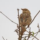 Red-winged Lark,Riesenlerche Nr.1