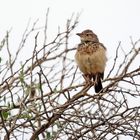 Red-winged Lark,Riesenlerche Nr.2 + Film