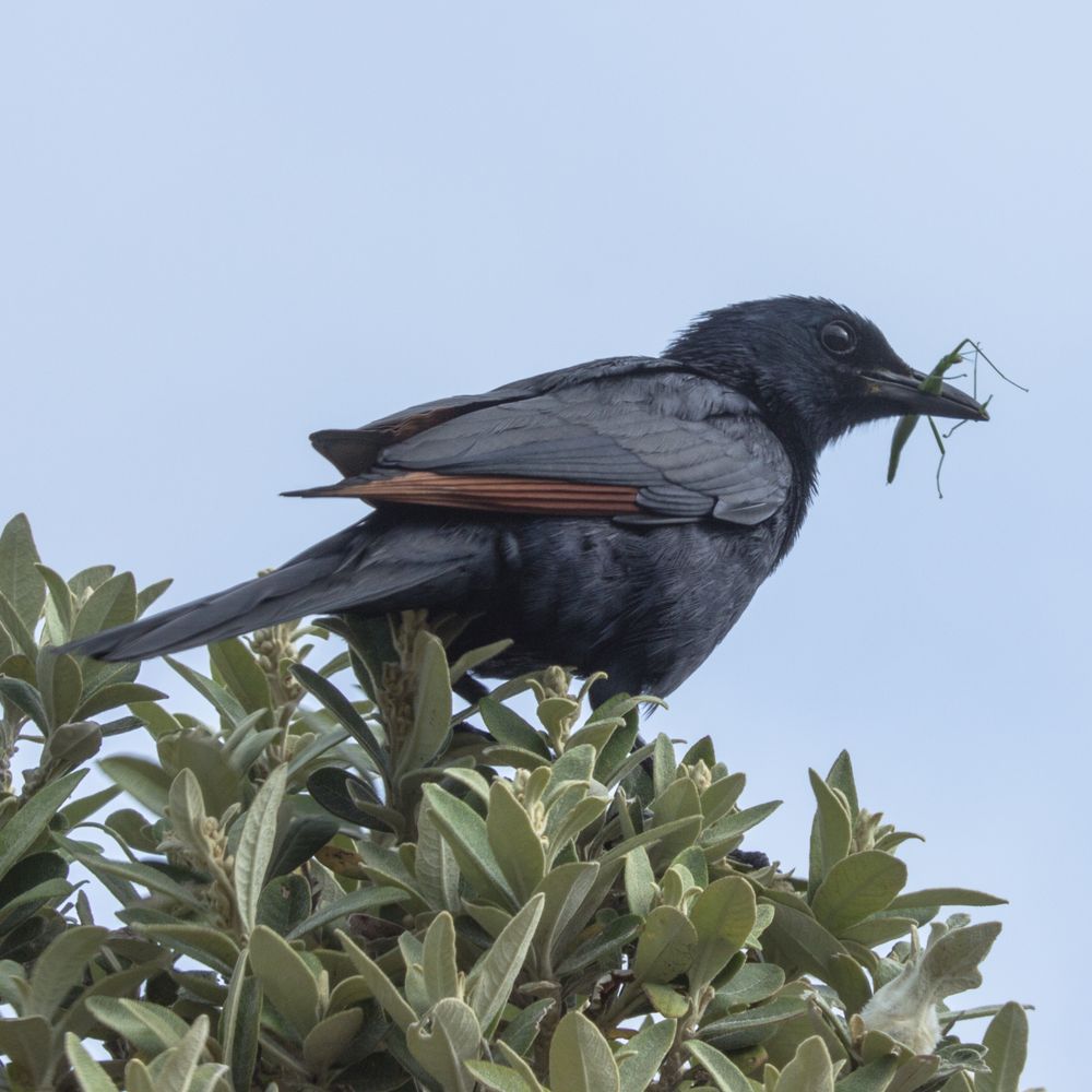 Red winged Starling