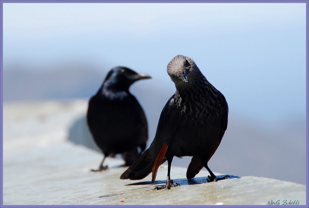 Red-winged Starlings