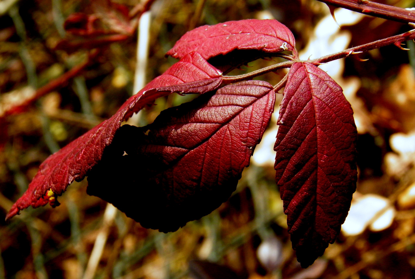 ..red winter..