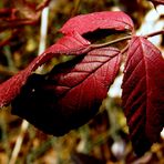 ..red winter..