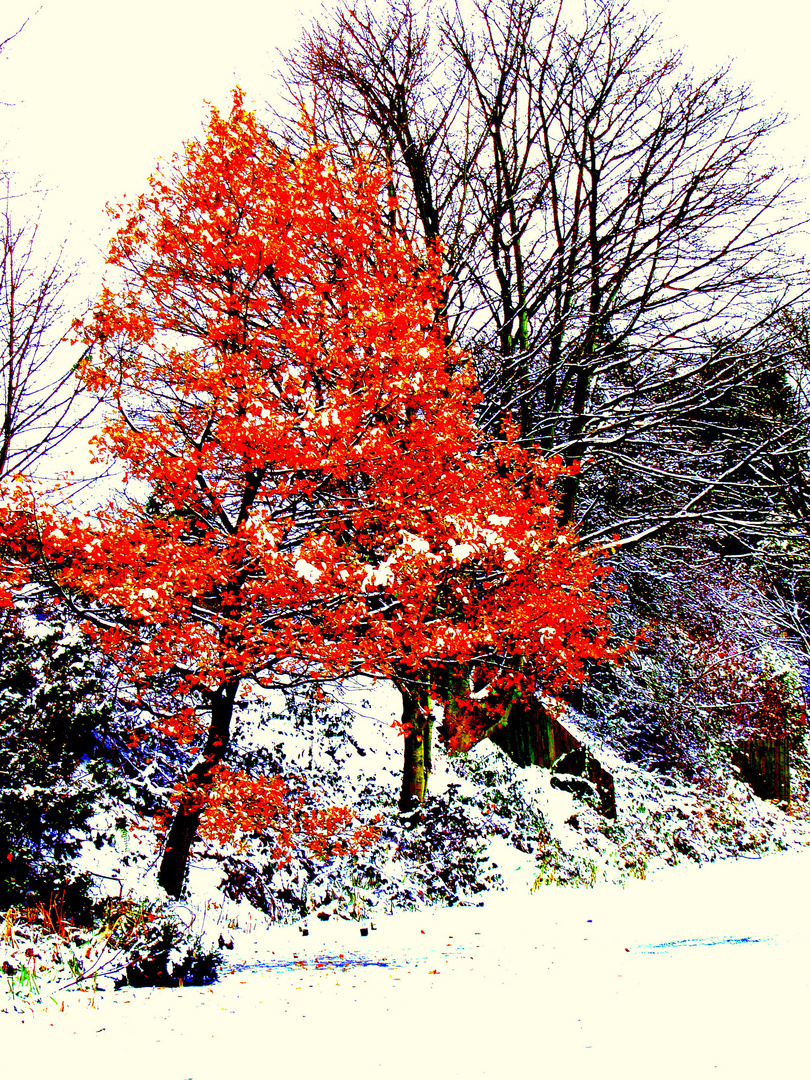 Red Winter