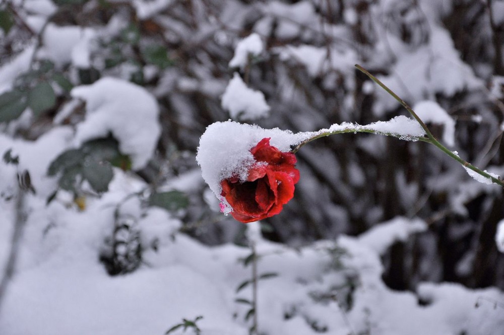 RED WINTER