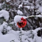 RED WINTER