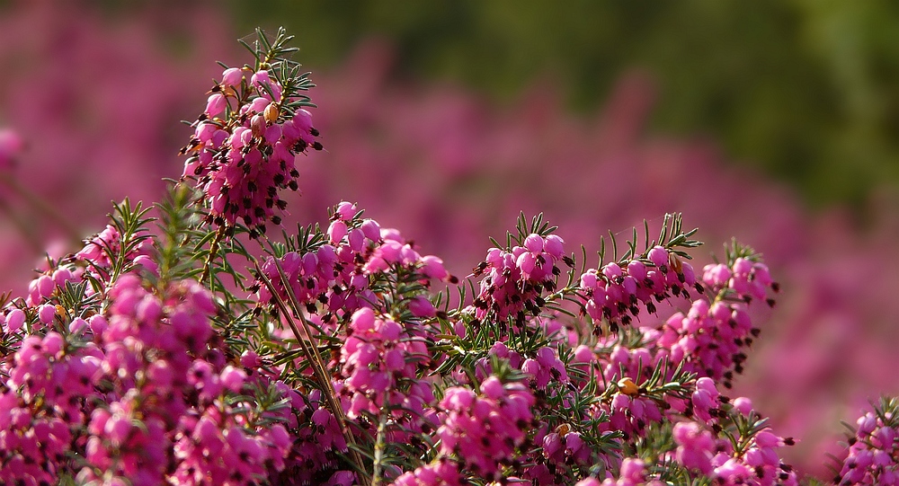 Red Winter Heather