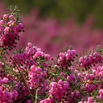 Red Winter Heather