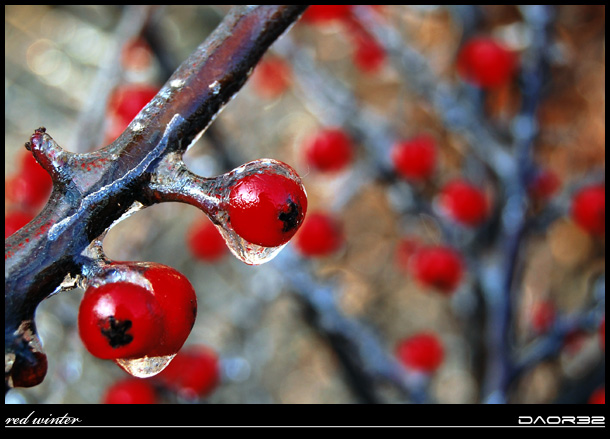 red winter - one from the series... ( yellow, green, red )