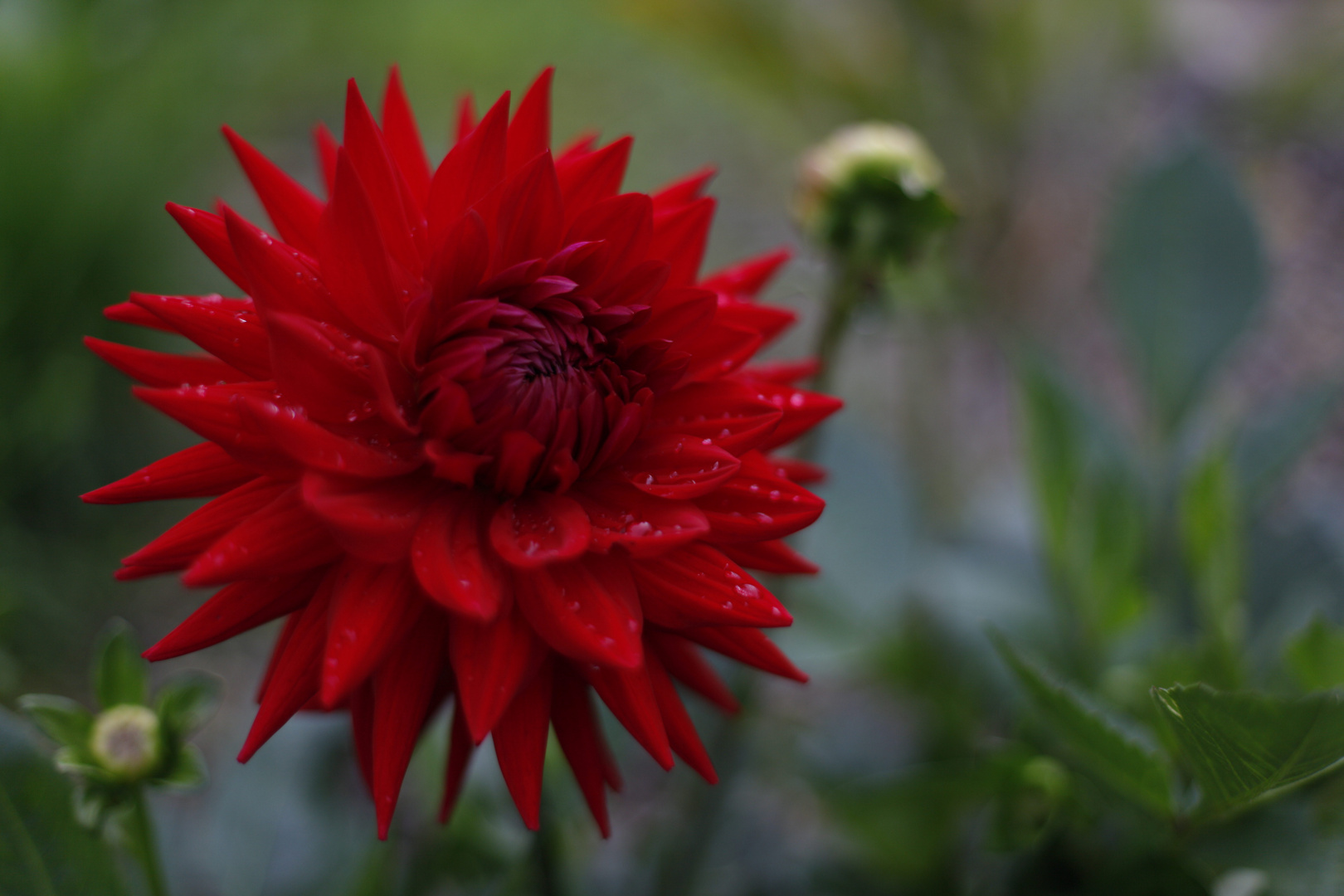 Red with drops