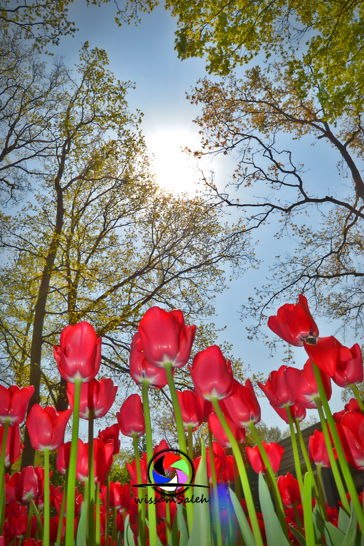 Red with sun