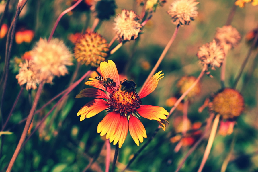 red yellow freedom flowers with some insects