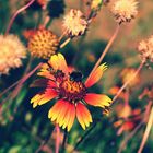 red yellow freedom flowers with some insects