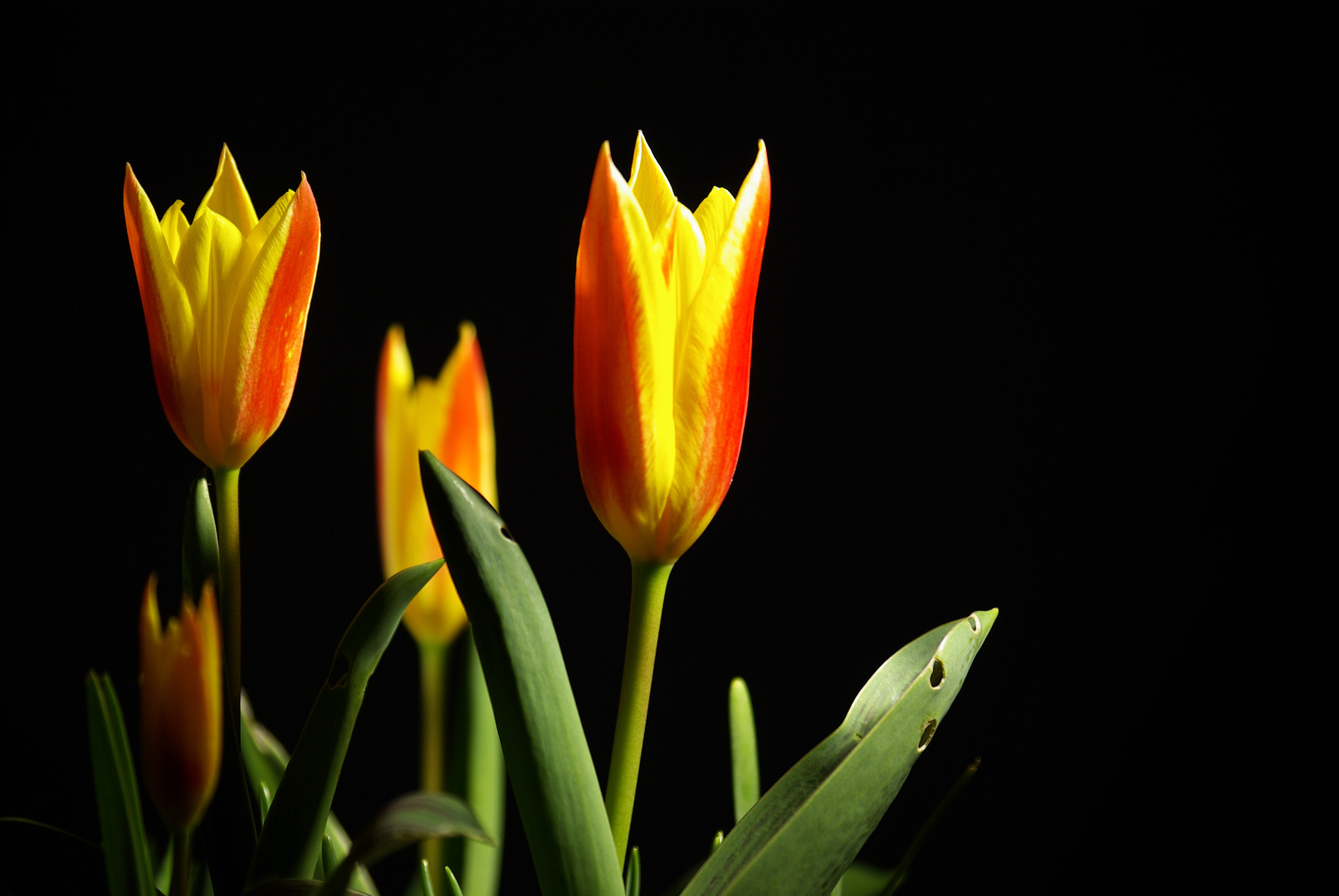 Red & yellow on black