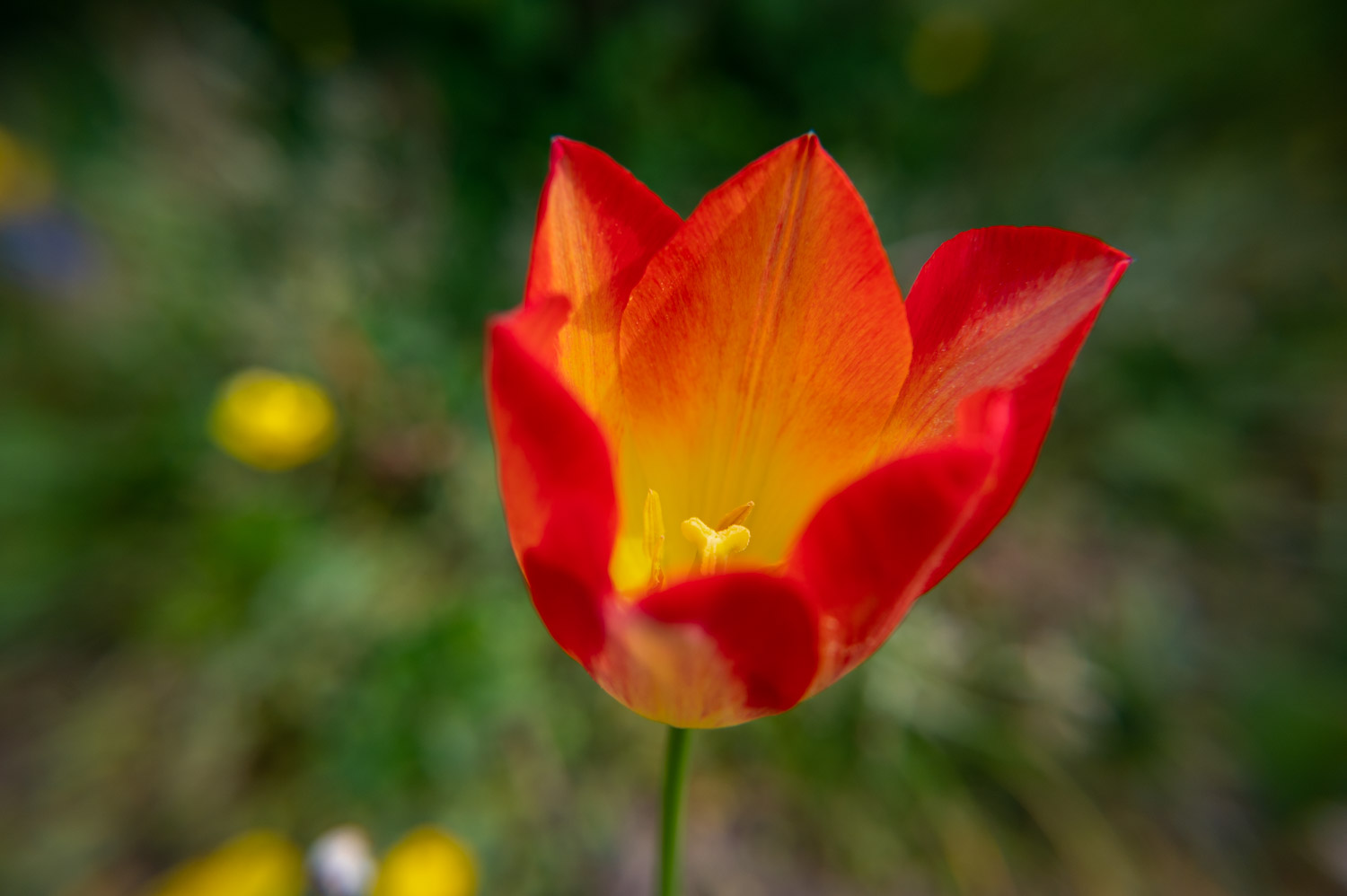 Red Yellow Tulip