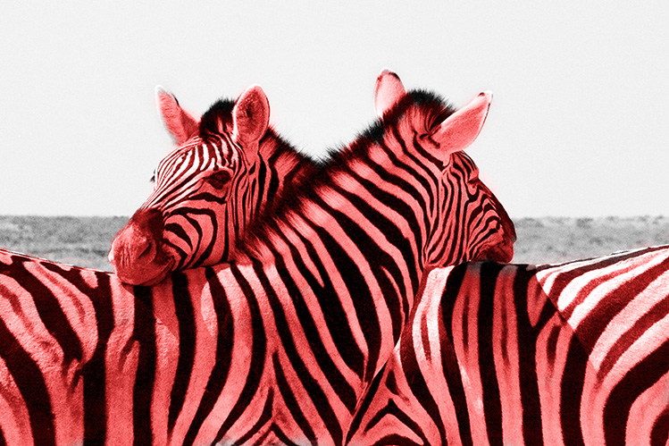 Red zebra photo & image | digital editing, digiart images at photo