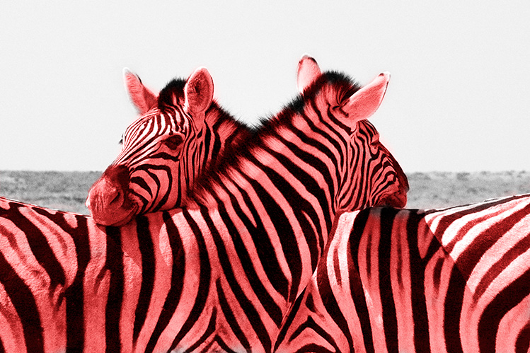 Red zebra