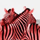 Red zebra
