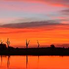 red.australia