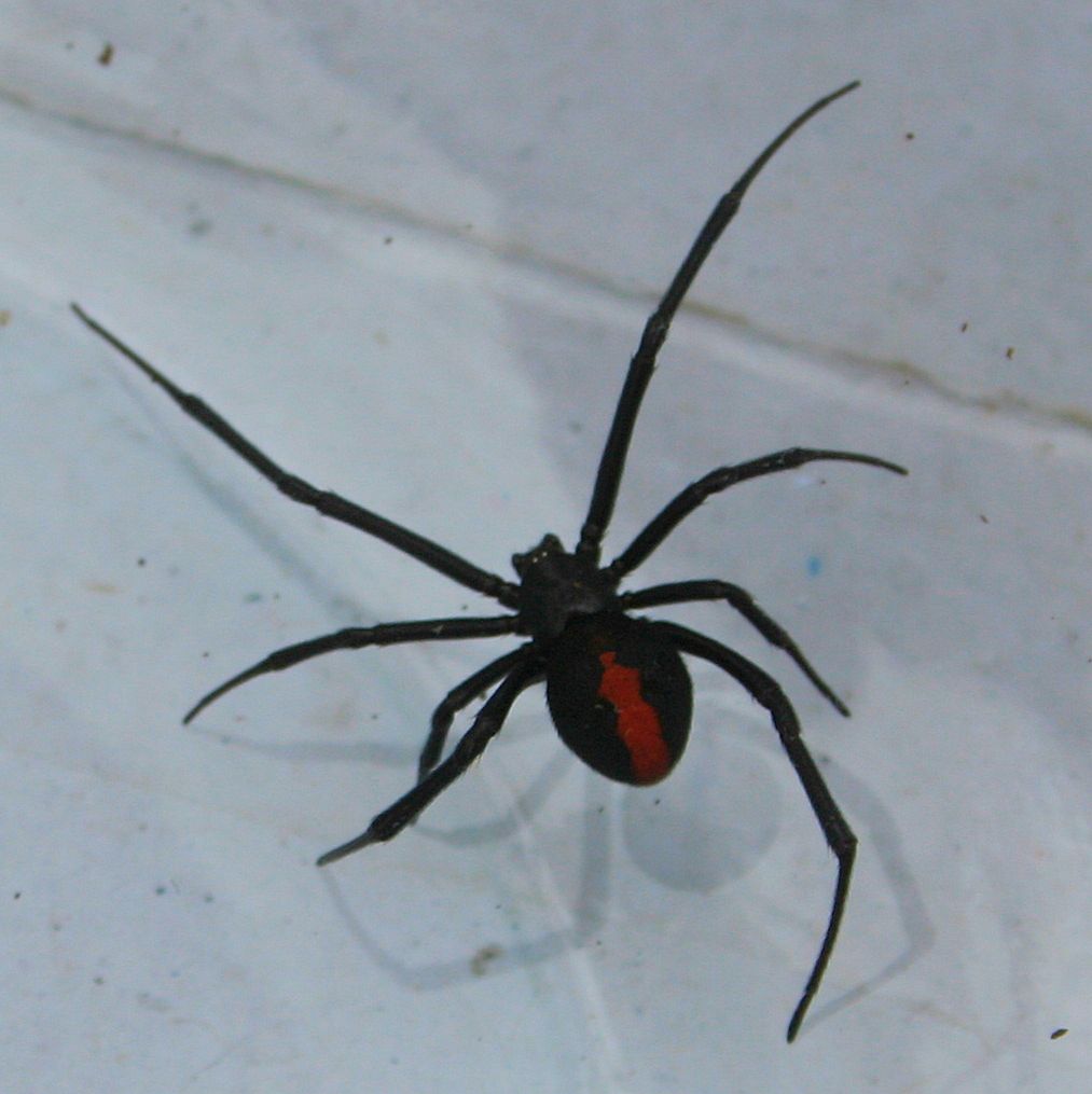 Redback