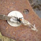 Redback spider