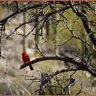 Red.Bird@BearCanyon