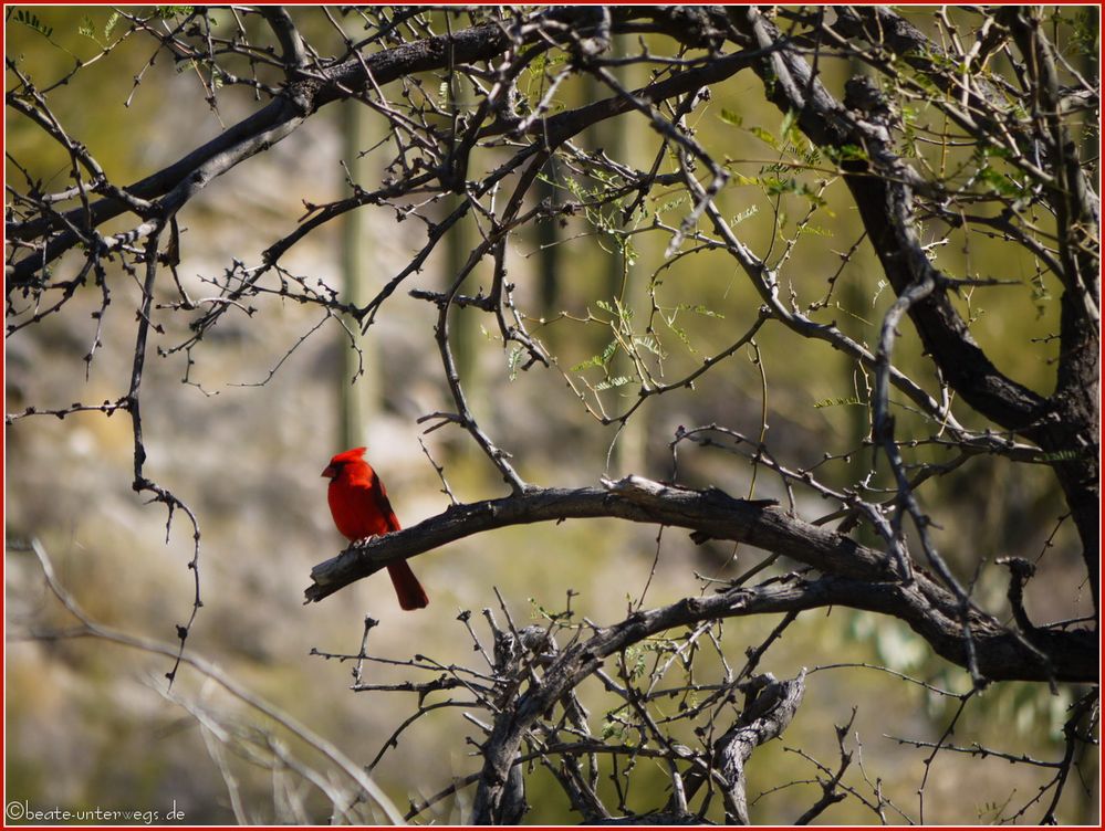 Red.Bird@BearCanyon