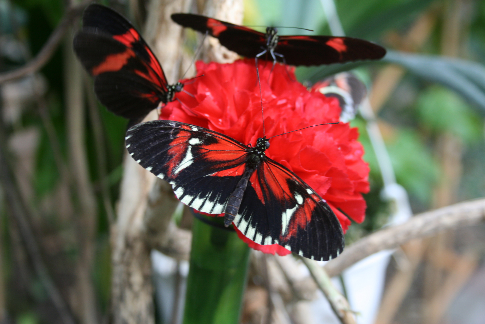 RedBlackButterfly