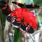 RedBlackButterfly