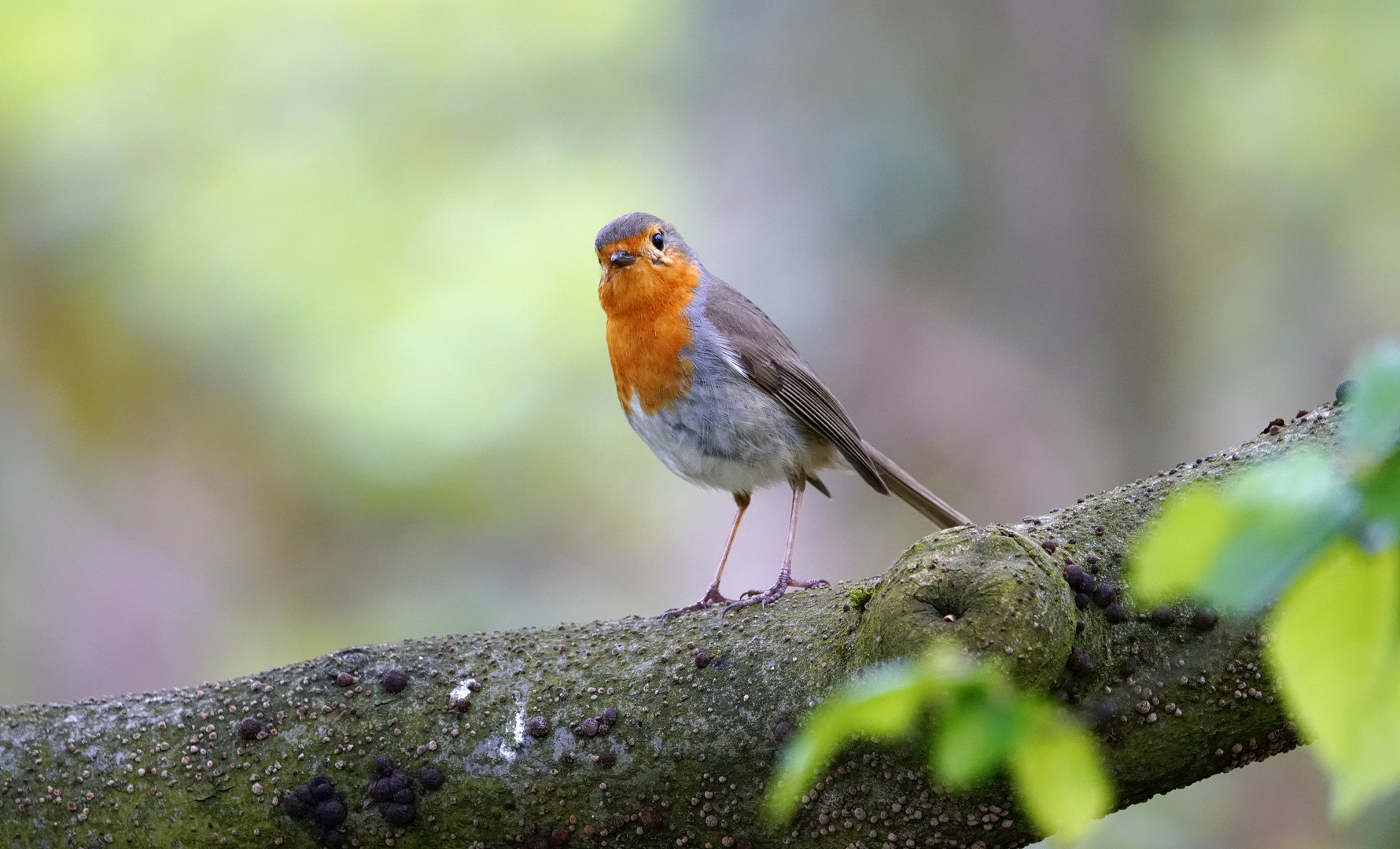 Redbreast 