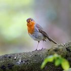 Redbreast 