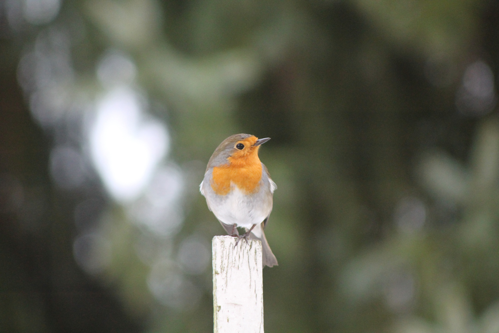 redbreast