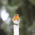 redbreast