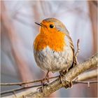 Redbreast