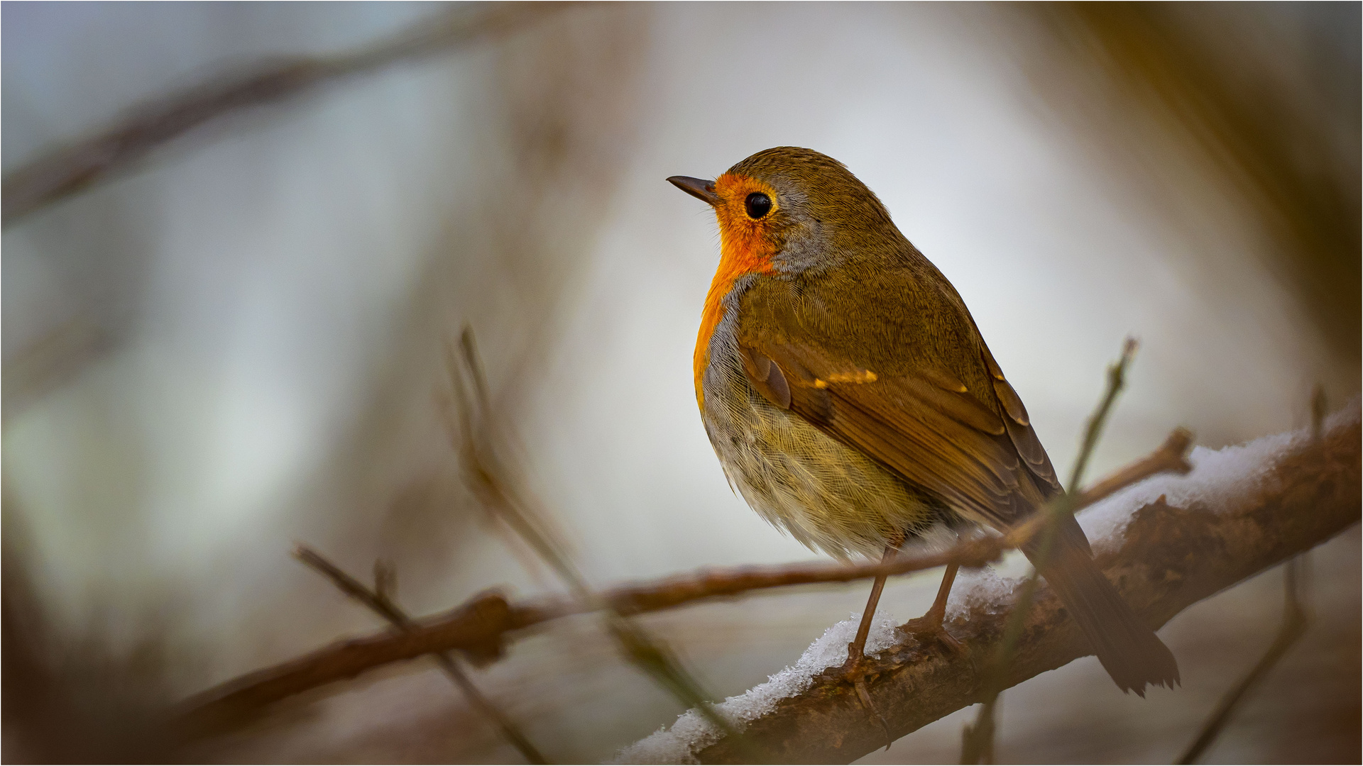 Redbreast