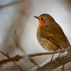 Redbreast