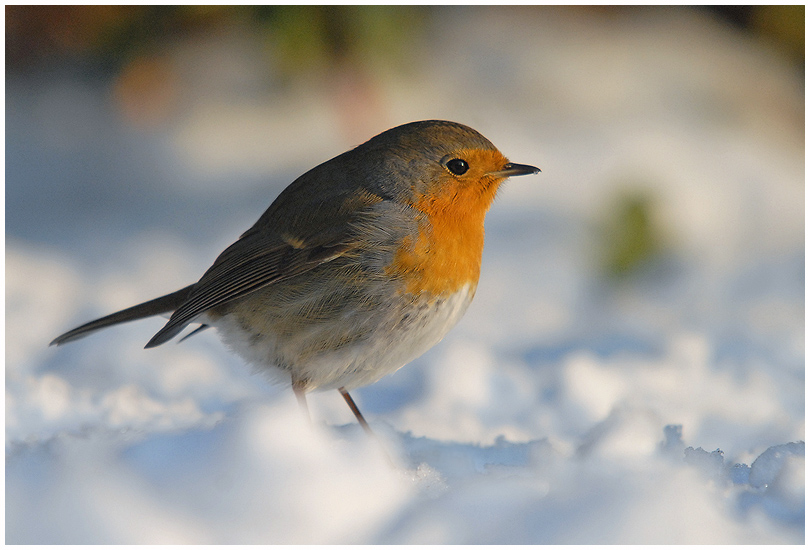 Redbreast in Light