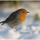 Redbreast in Light