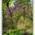 Redbud In The Forest