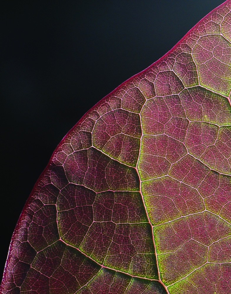 Redbud Leaf