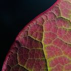 Redbud Leaf