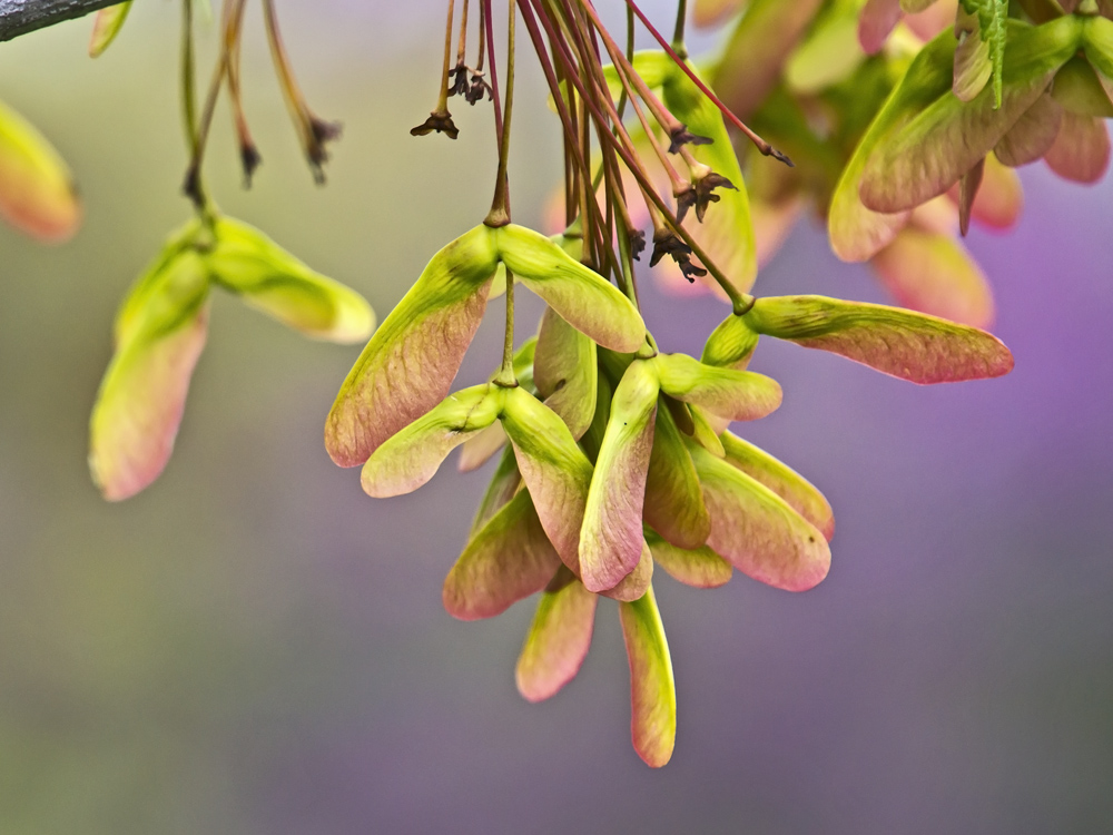 Redbuds and Maples