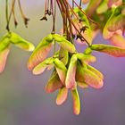 Redbuds and Maples