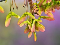 Redbuds and Maples