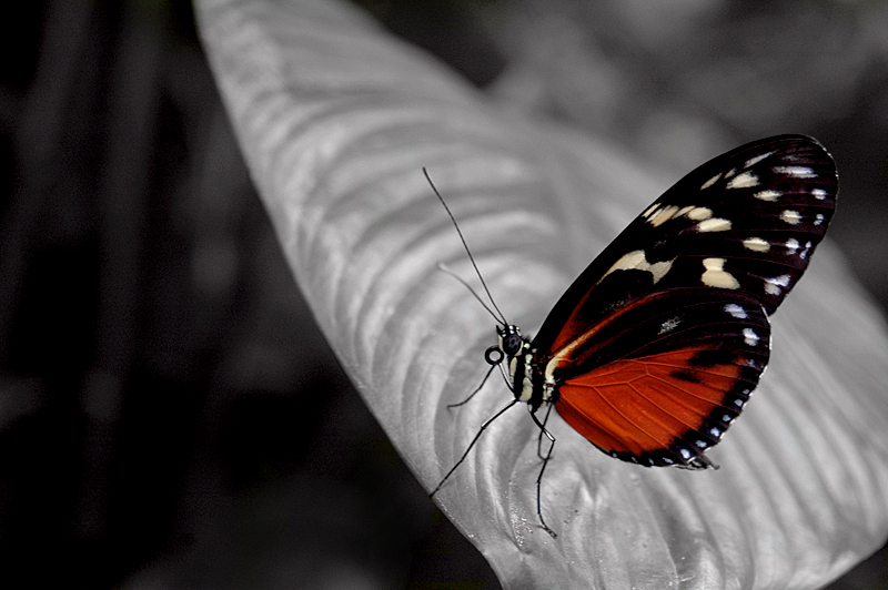 red_butterfly