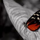 red_butterfly