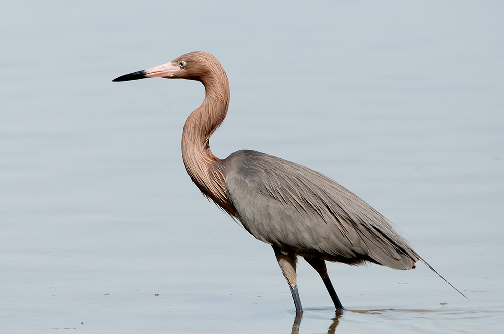 Reddish Egret